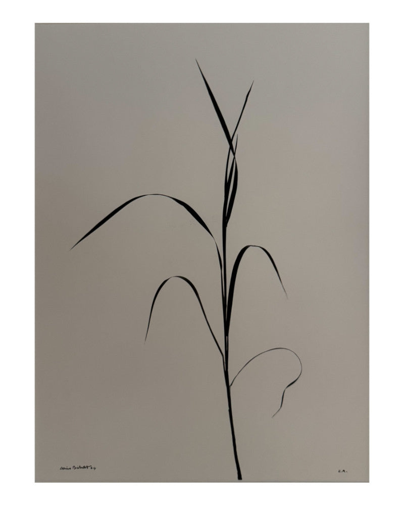 Blade of grass photo