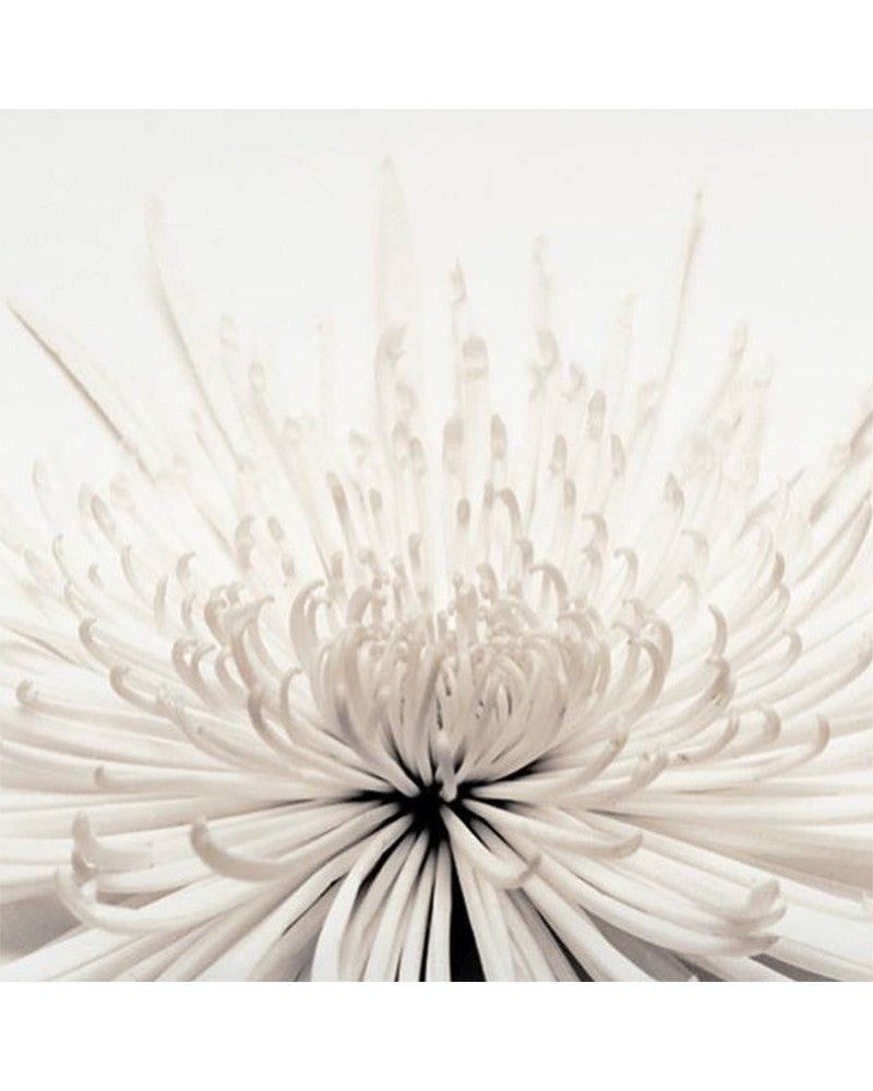 Photo Chrysanthème