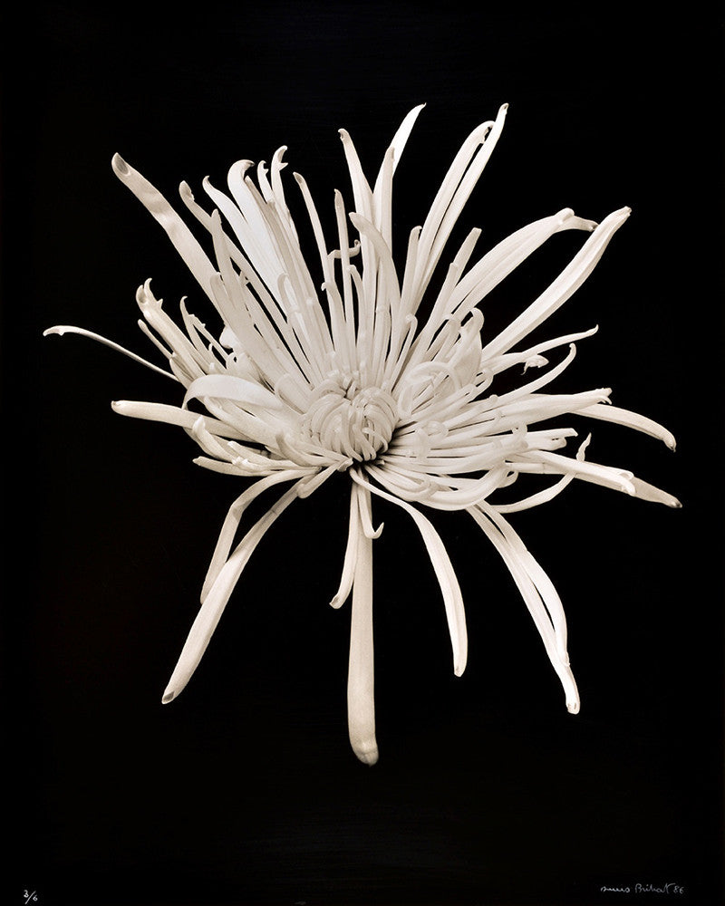 Photo Chrysanthème