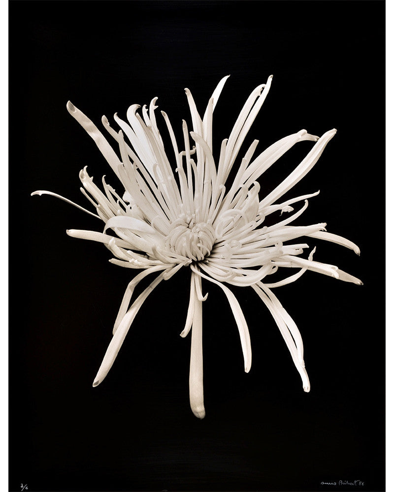 Photo Chrysanthème
