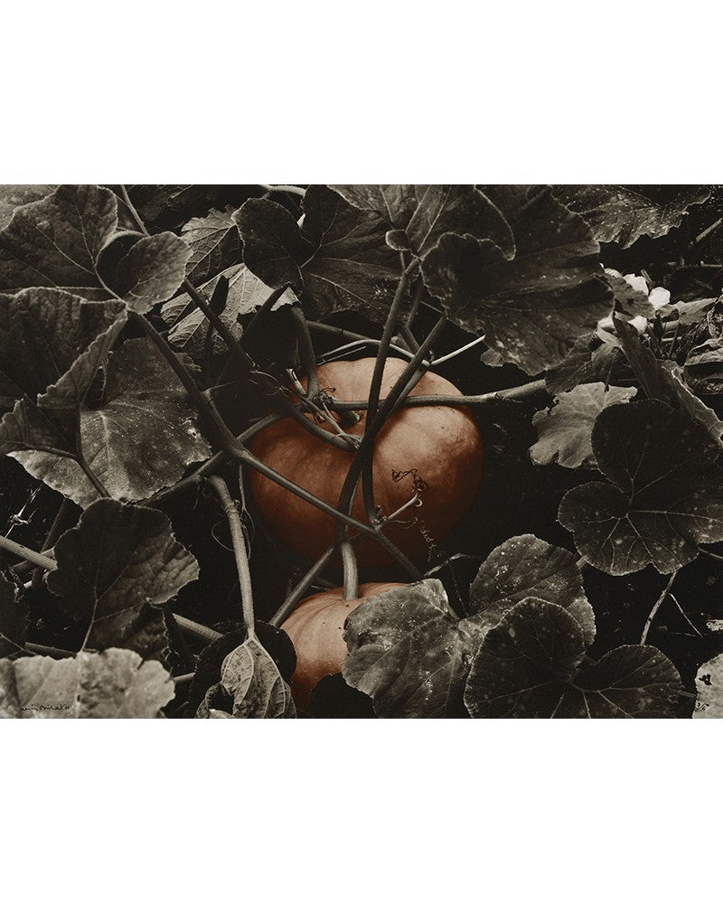 Pumpkin photo at Villandry