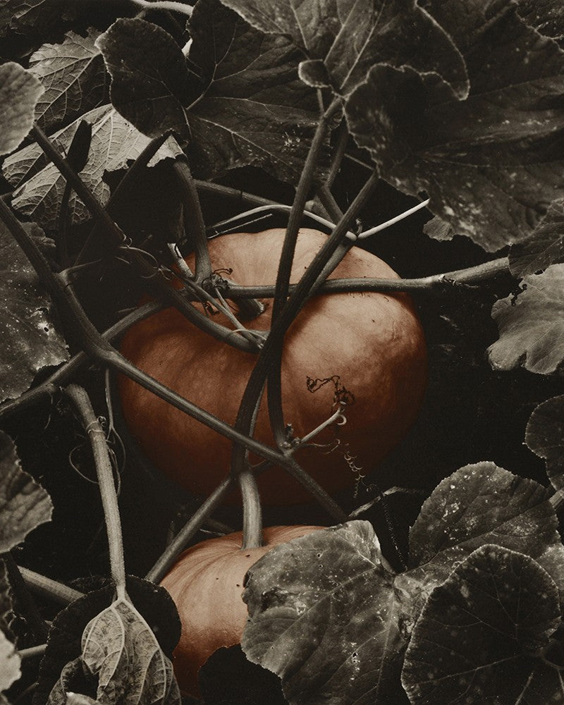 Pumpkin photo at Villandry
