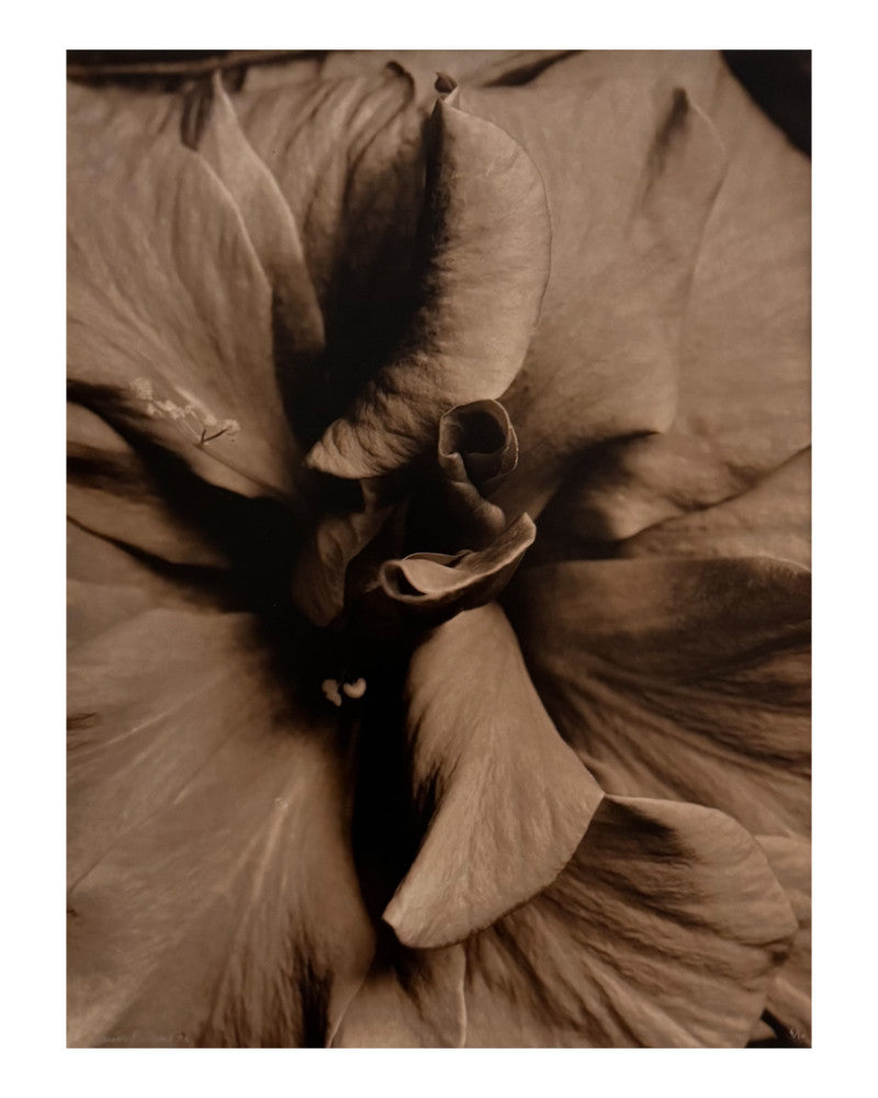 Hibiscus Heart Photo