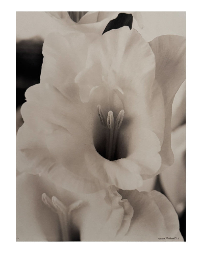 Gladiolus heart photo