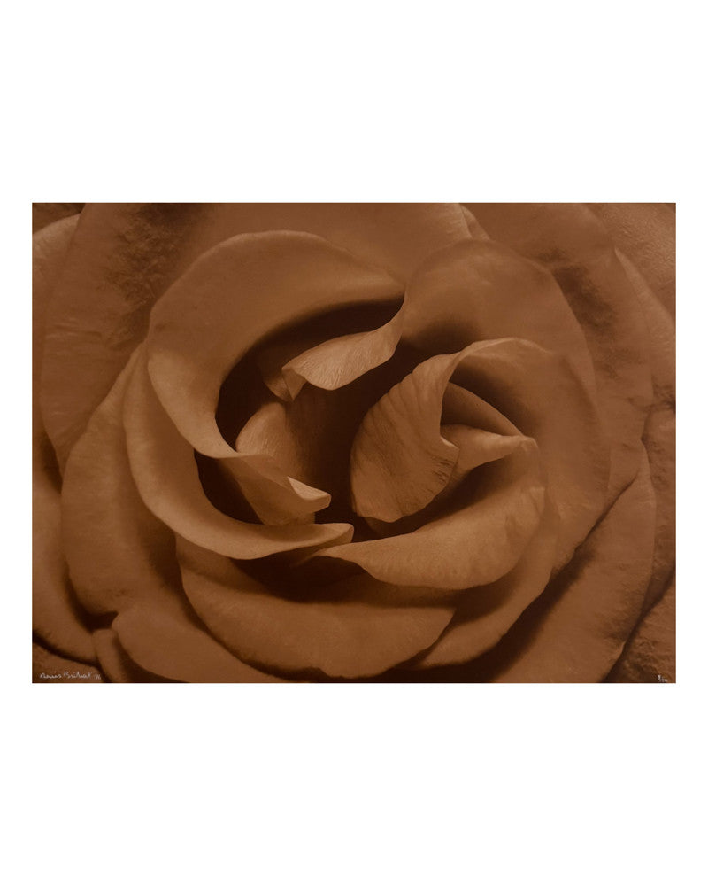Rose heart photo