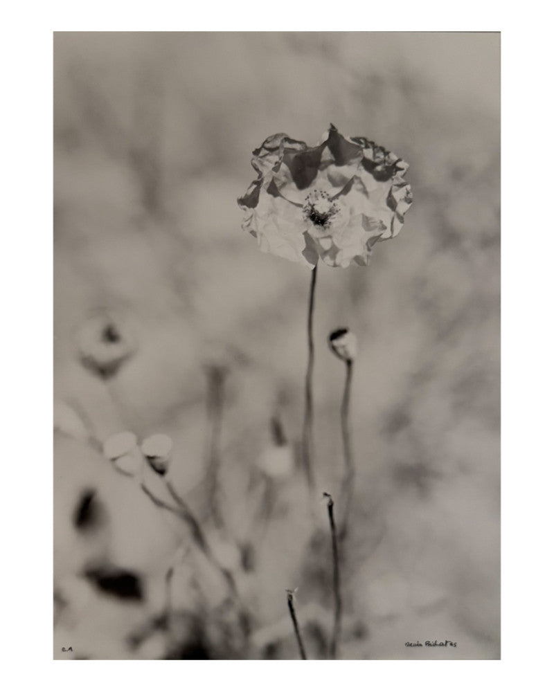 Poppy Photo 2