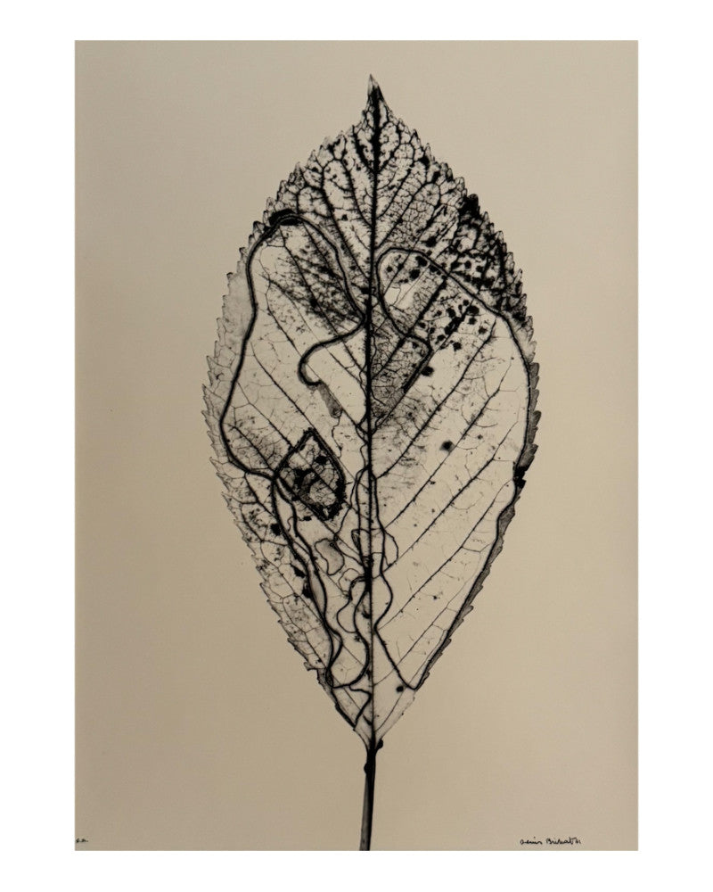 Cherry leaf photo