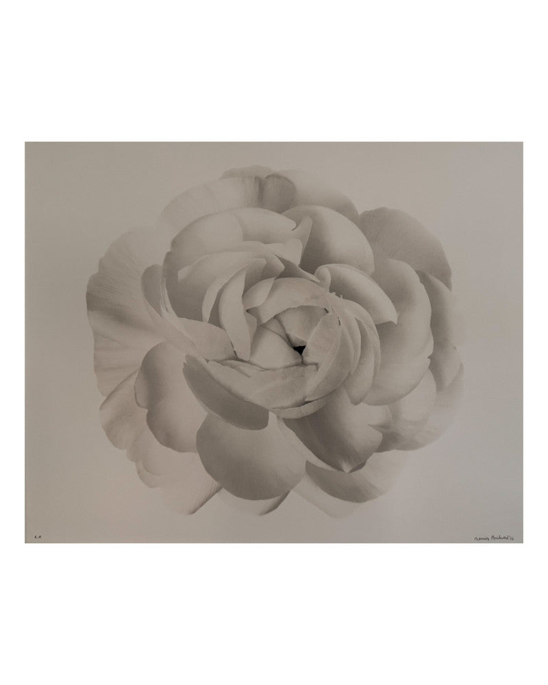 White Gardenia photo 2