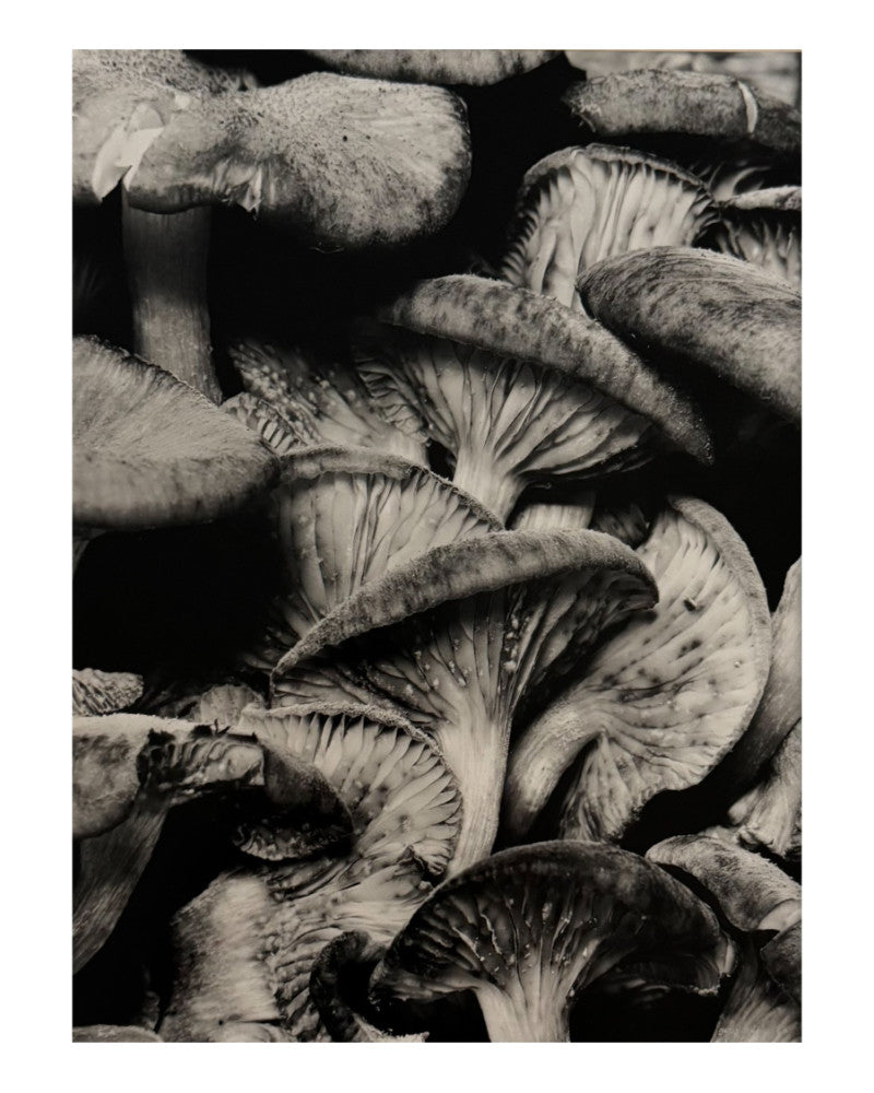 Photo Marcel's mushrooms
