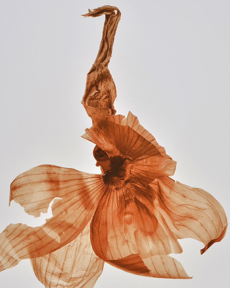 Onion Skin Photo