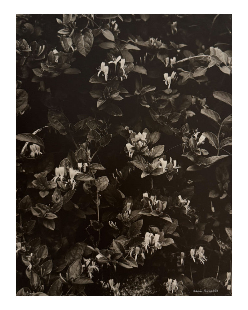 Photo of small honeysuckles