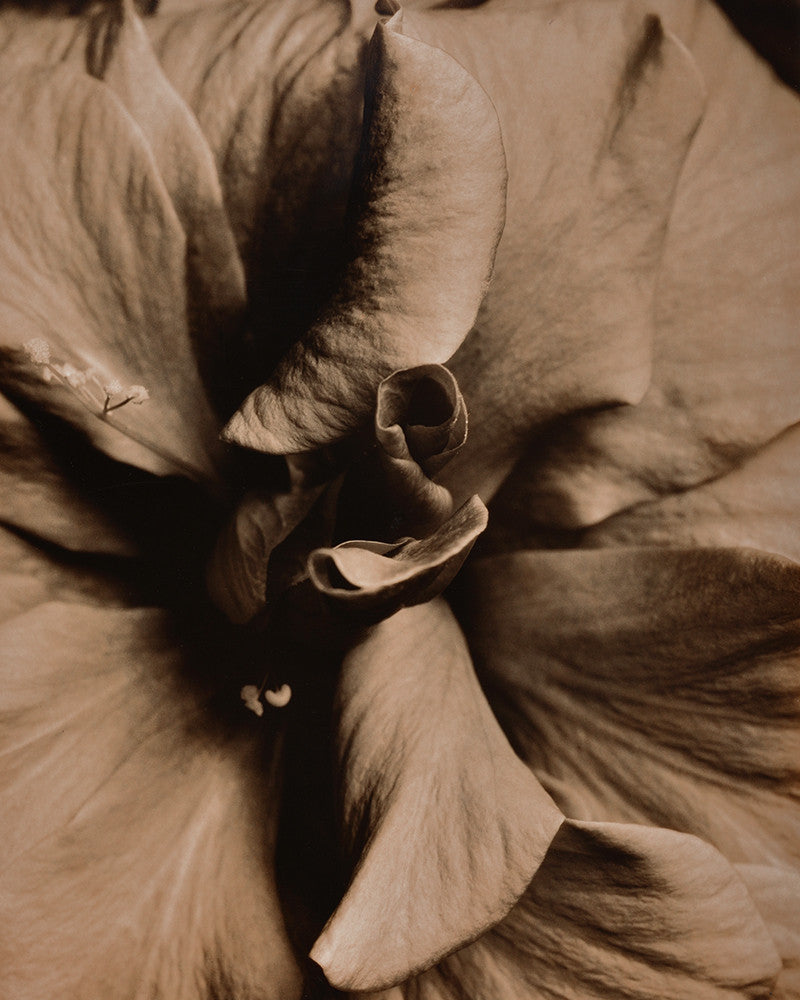 Rose photo