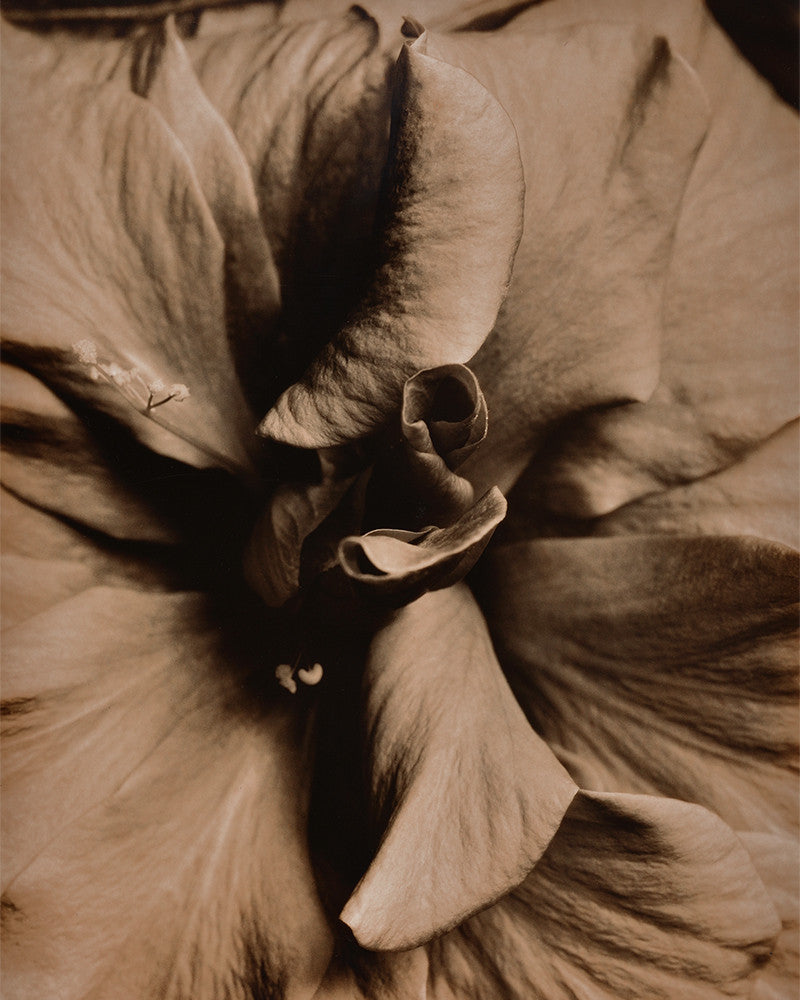 Rose photo