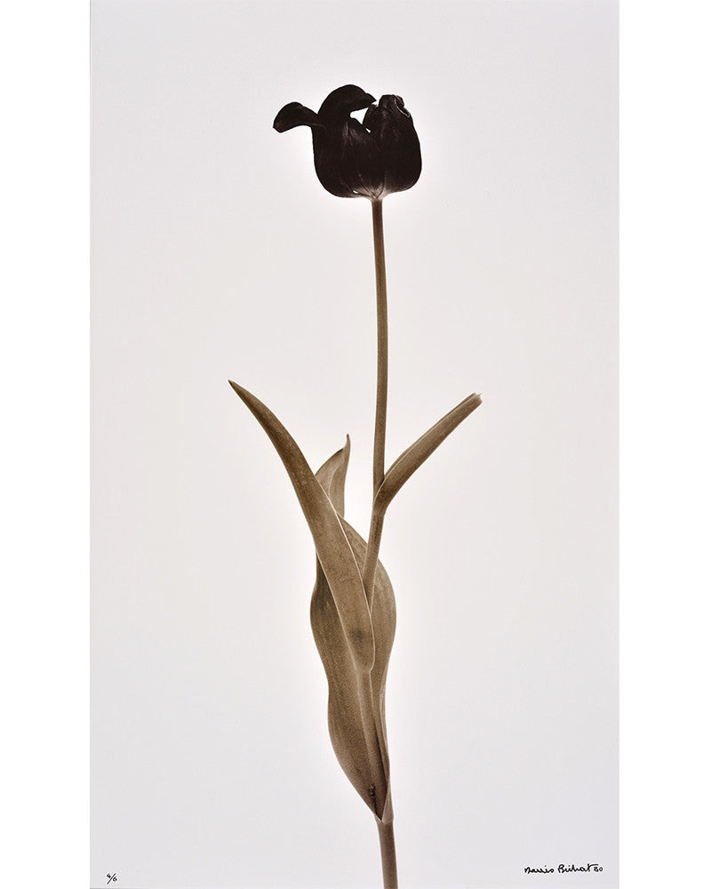 Tulip photo