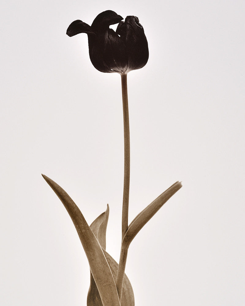 Tulip photo