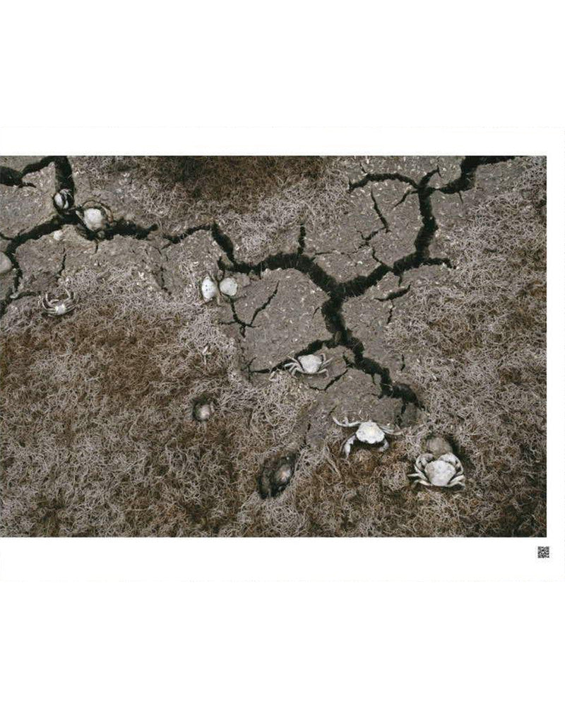 Camargue, The beauty of creation, opus 1