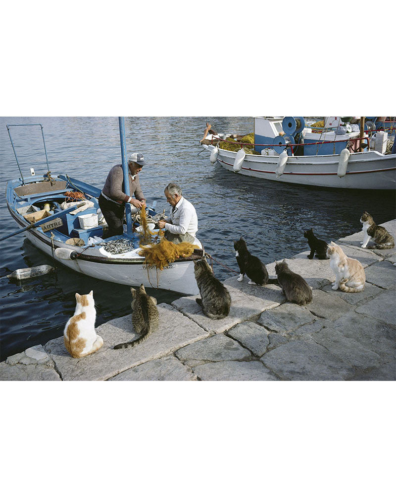 Chat des îles 02