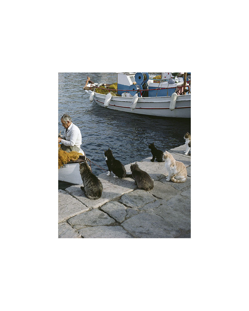 Chat des îles 02