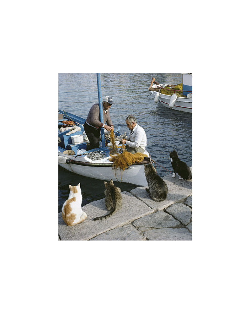 Chat des îles 02