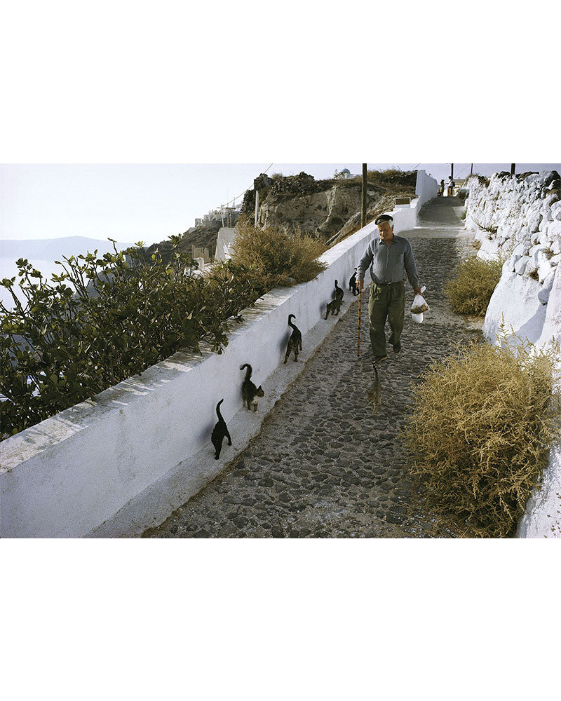 Chat des îles 04