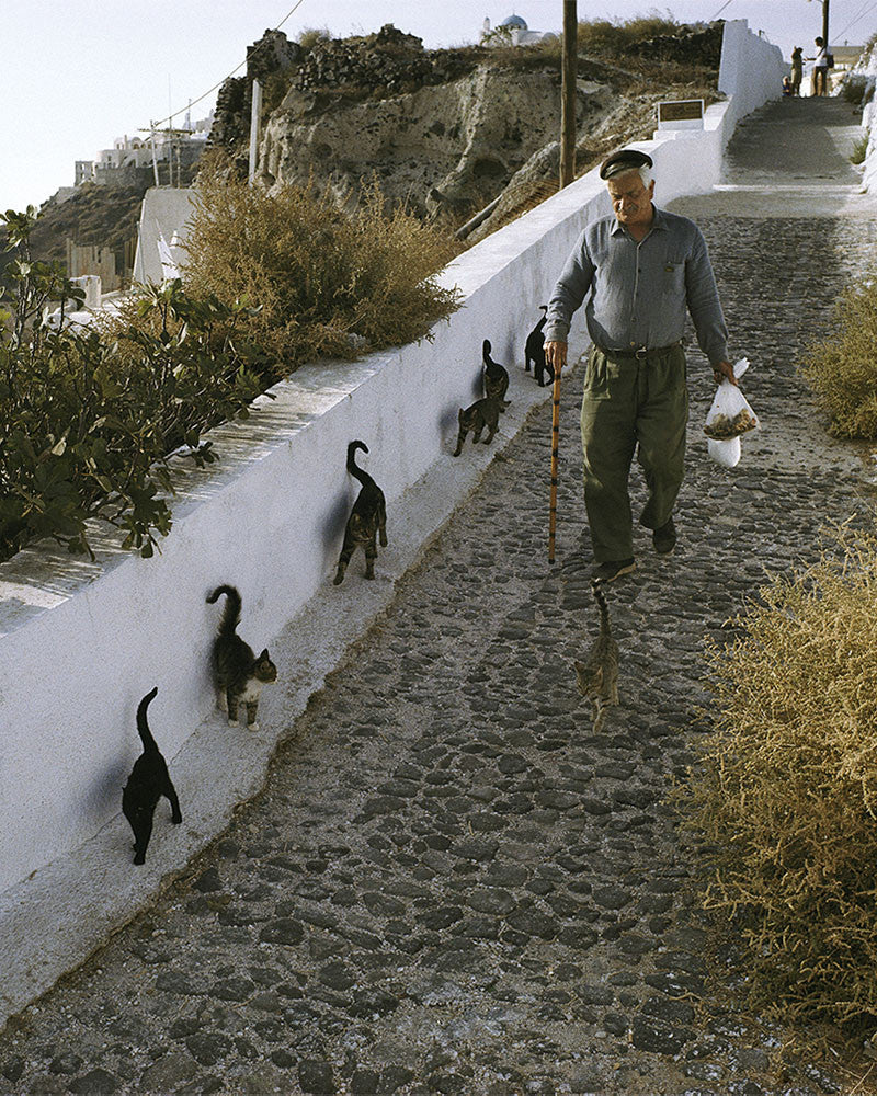 Chat des îles 04