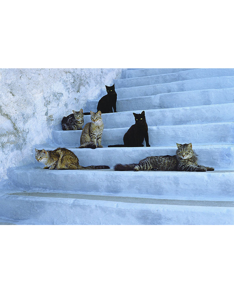 Island Cat 06
