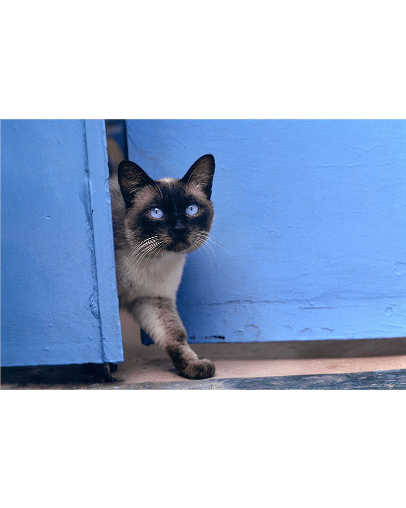Island cat 08