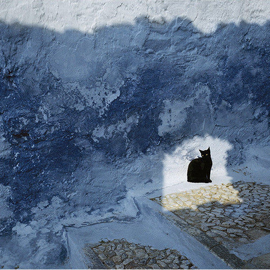 photoraphie de Hans Silvester, série les chats