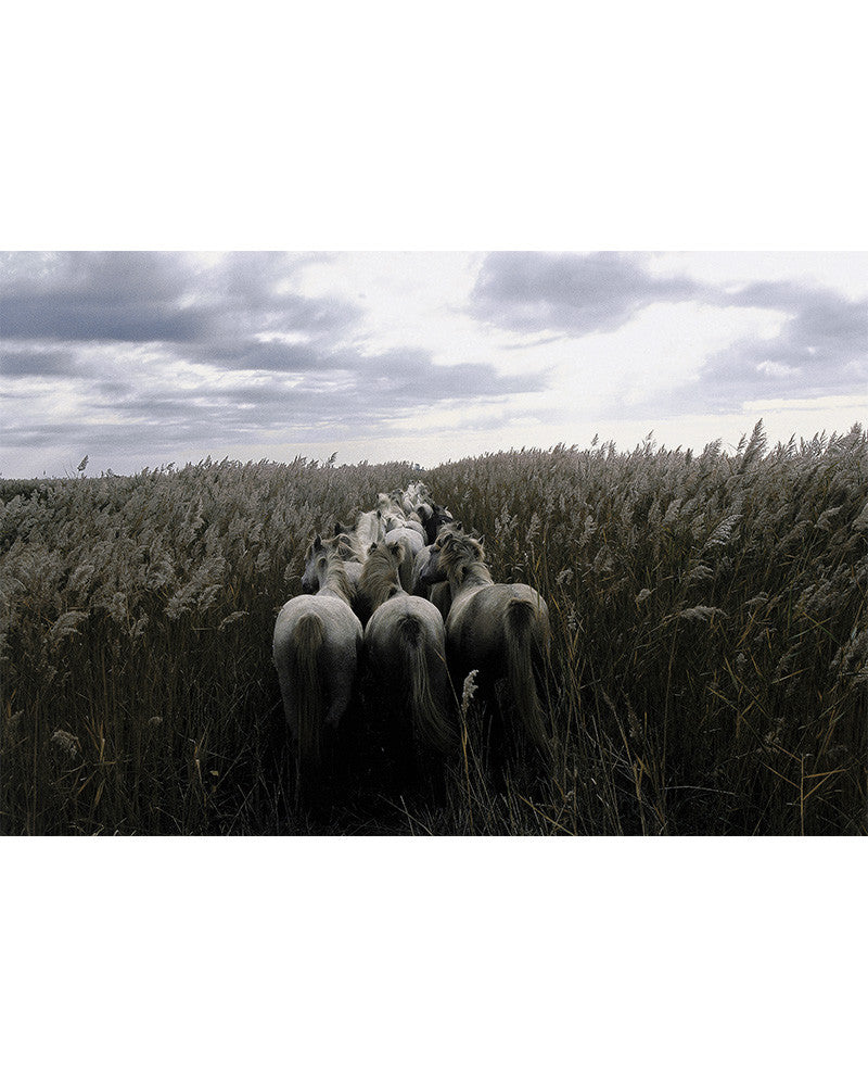 Camargue Horses 01
