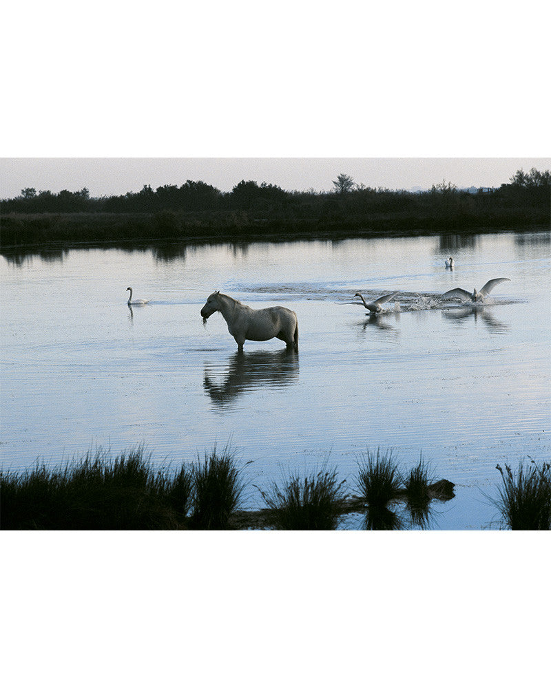 Camargue Horses 02