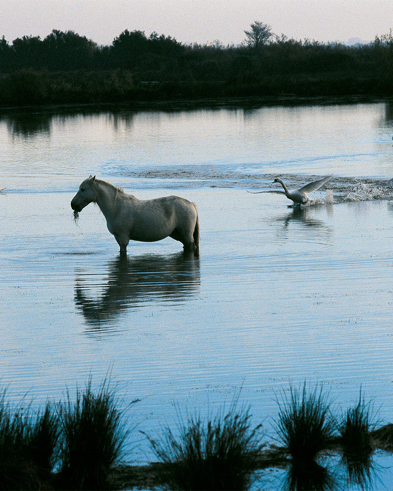 Camargue Horses 02