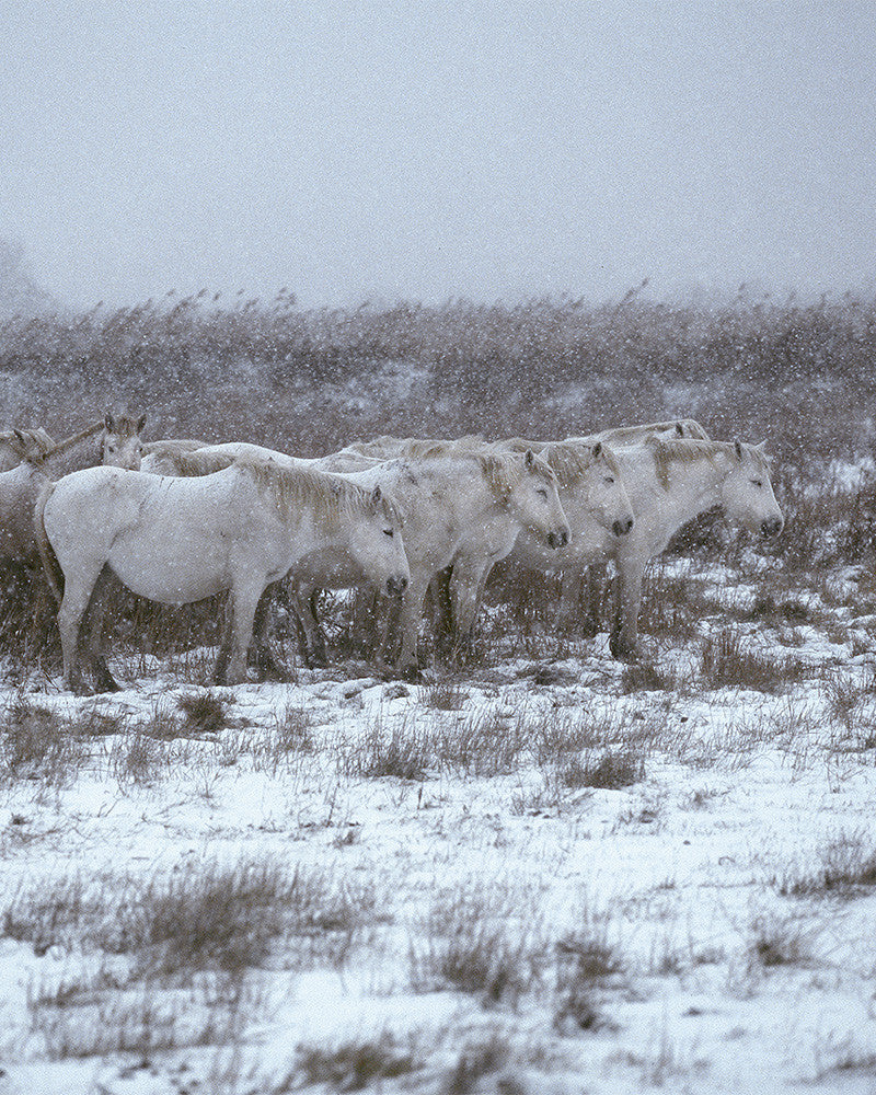 Camargue horses 03