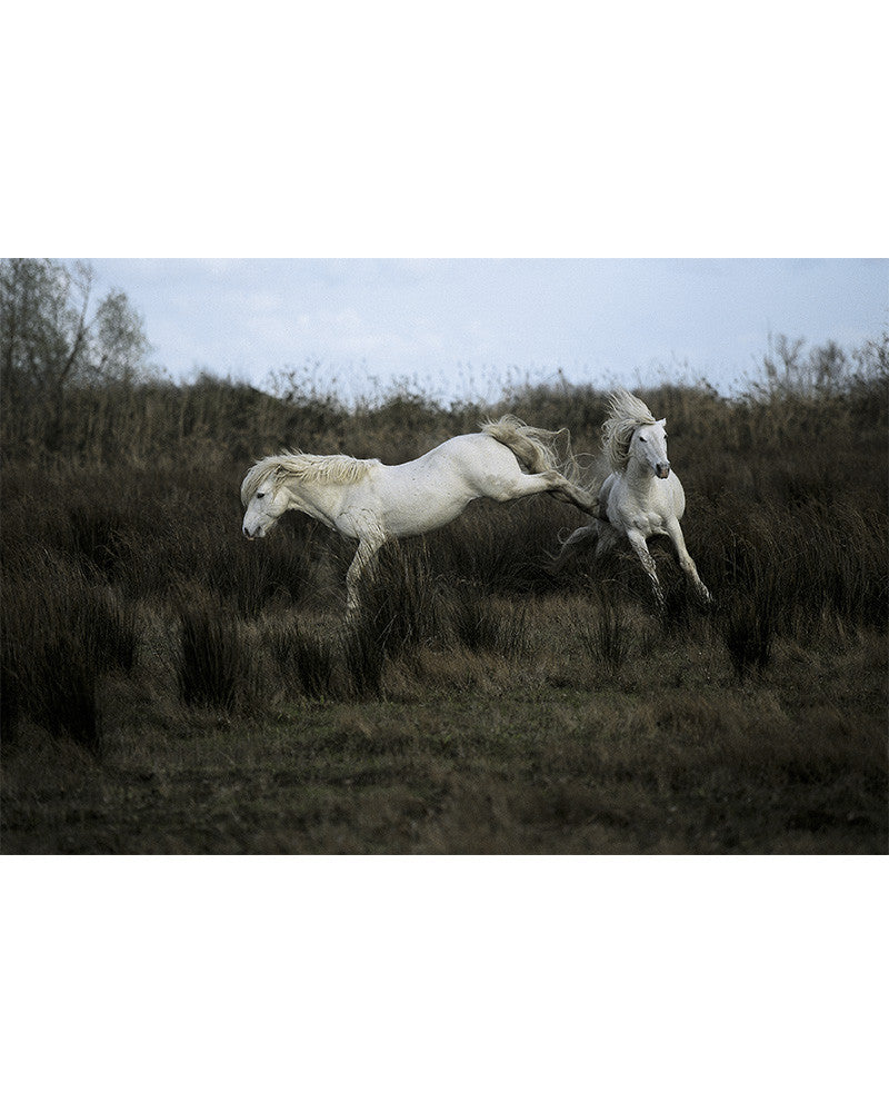 Camargue horses 05