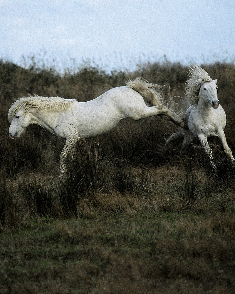 Camargue horses 05