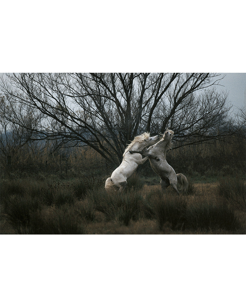 Camargue horses 06