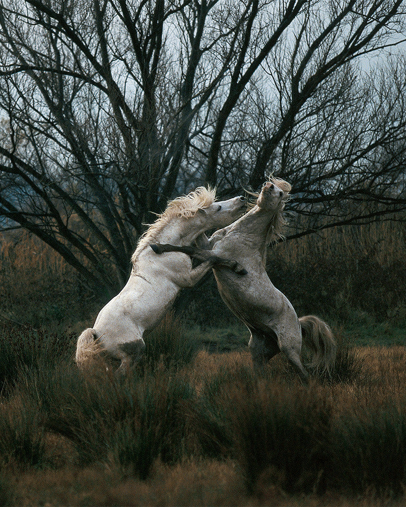 Camargue horses 06