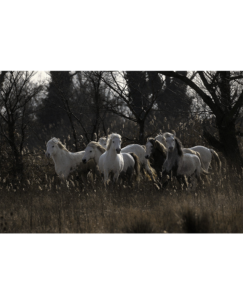 Camargue horses 07