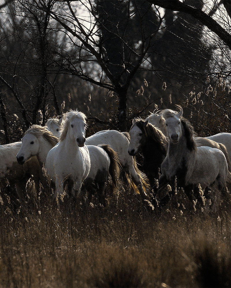 Camargue horses 07