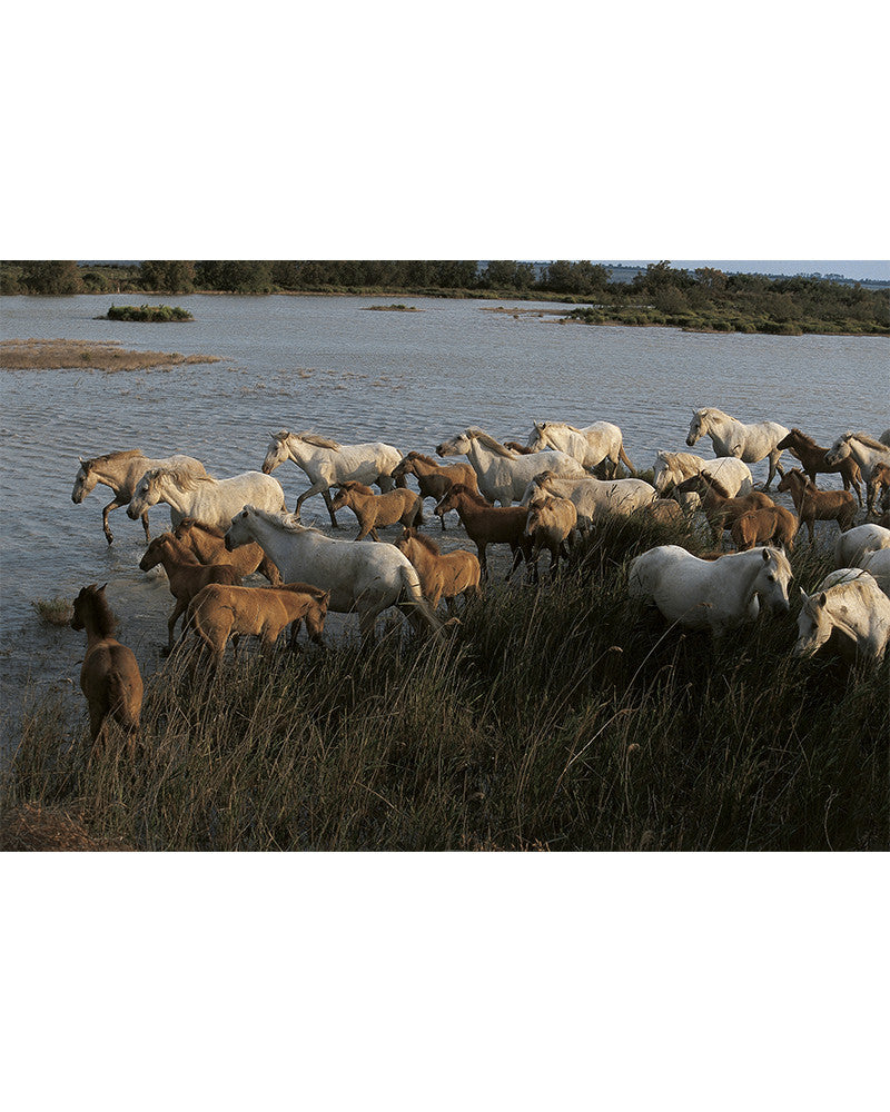 Camargue horses 08