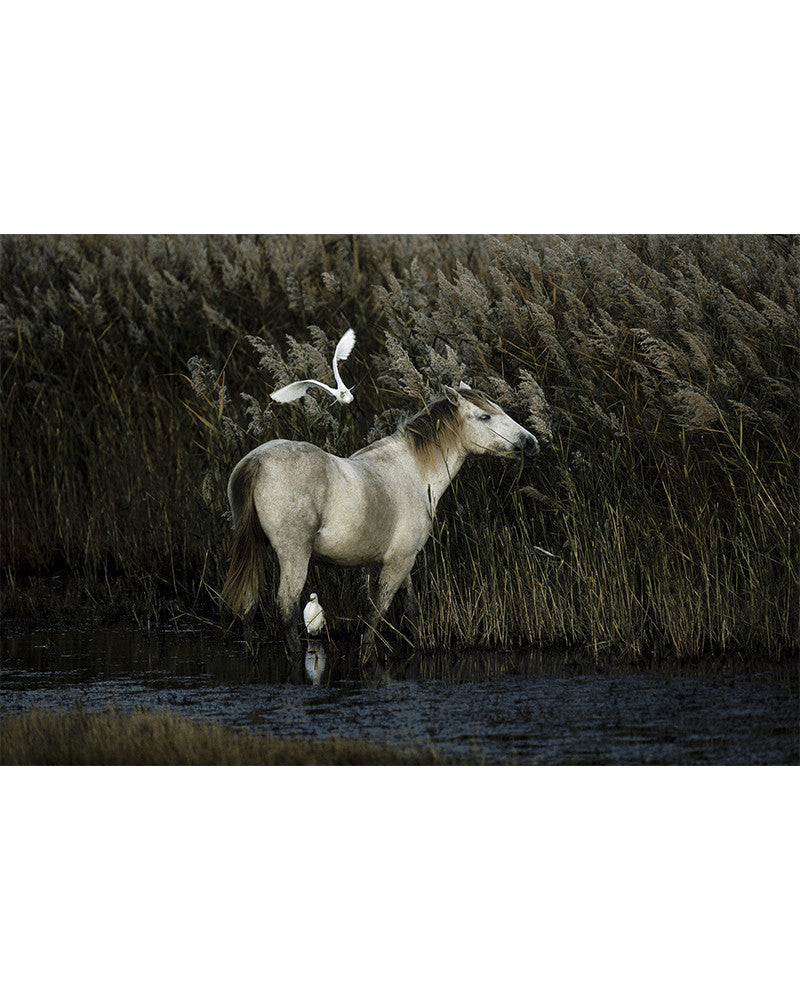 Chevaux de Camargue 09