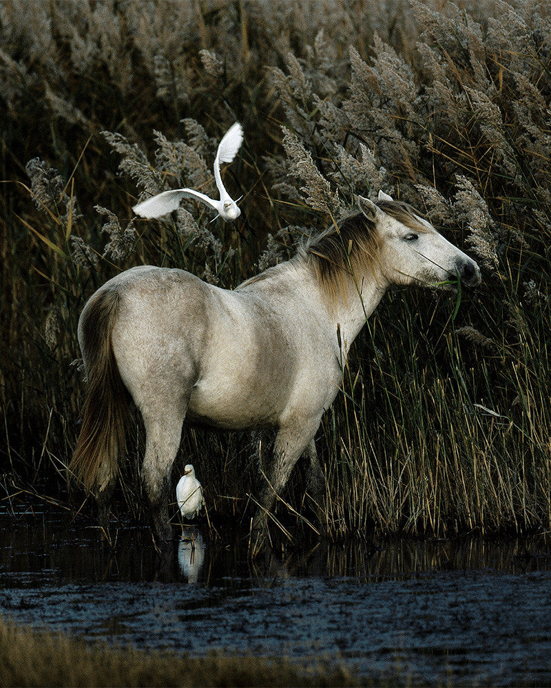 Chevaux de Camargue 09