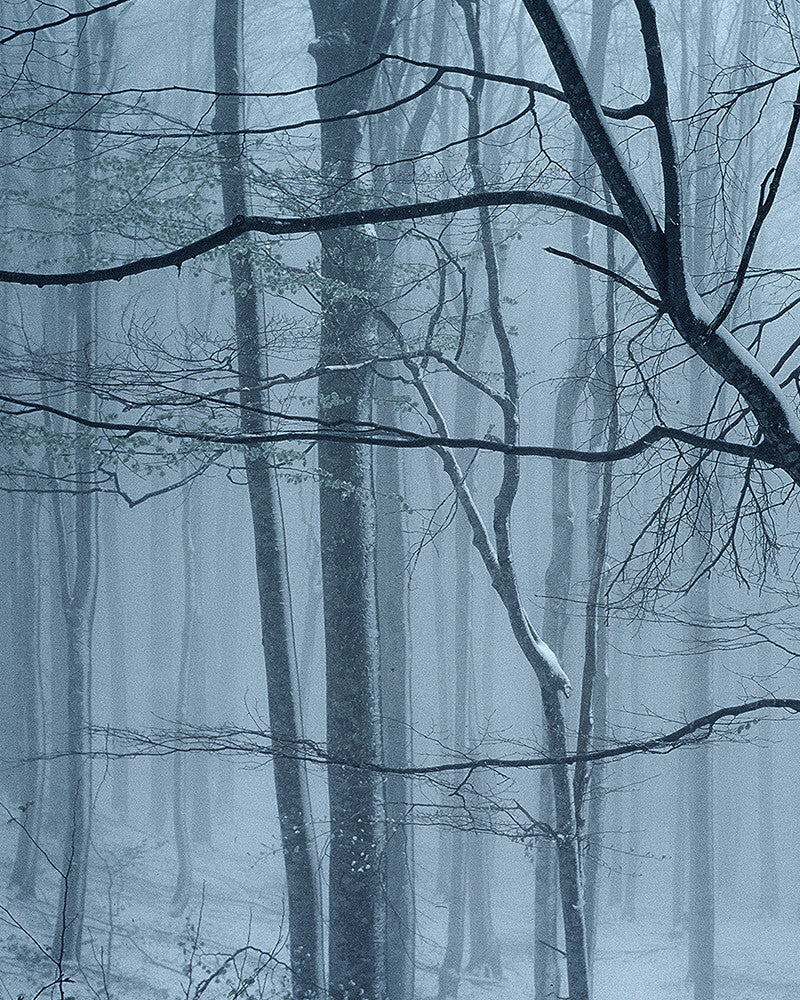 Photo of forest under snow