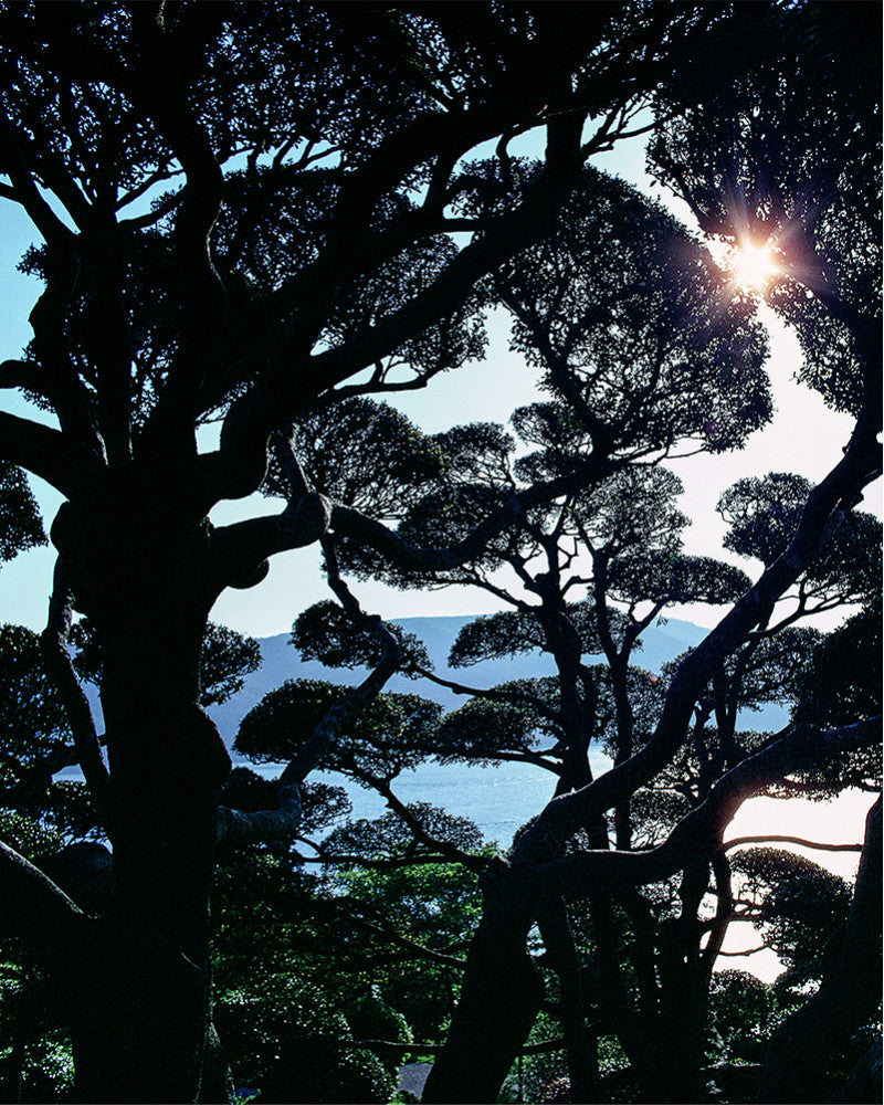 Japanese garden photo
