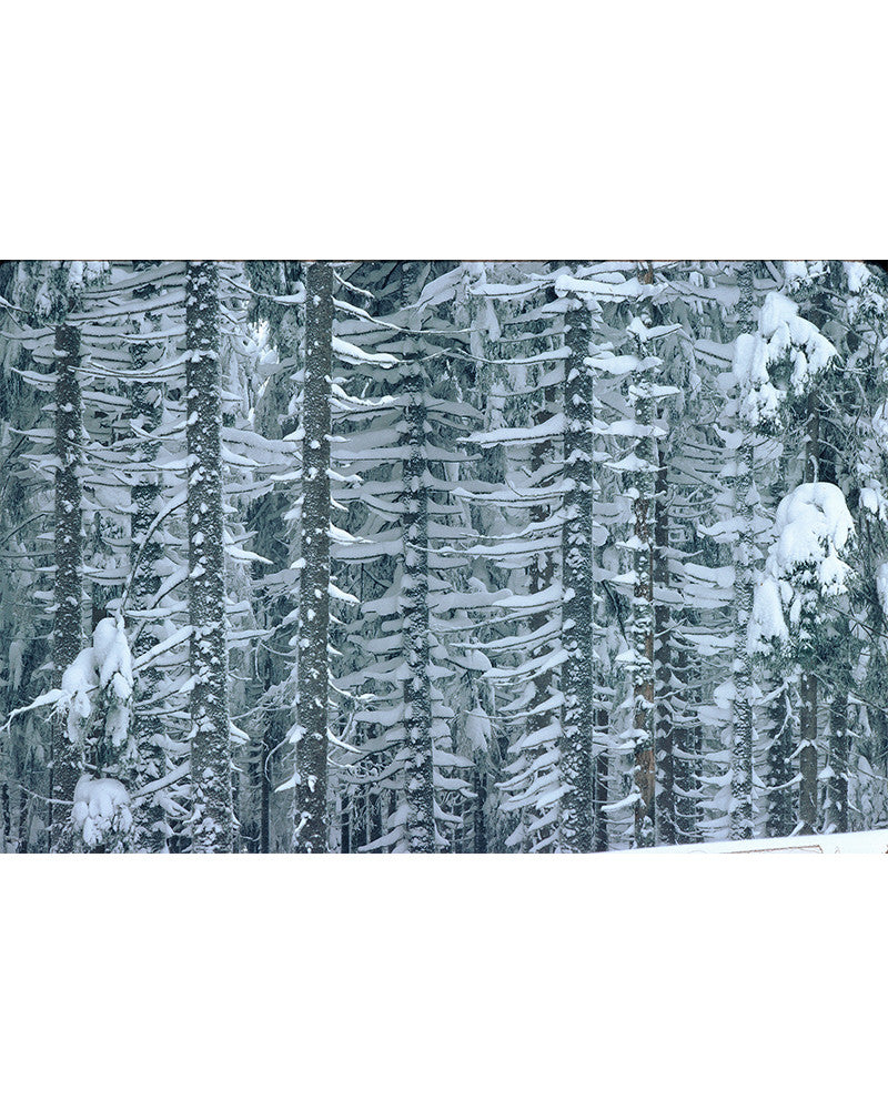 Photo of larches in the snow