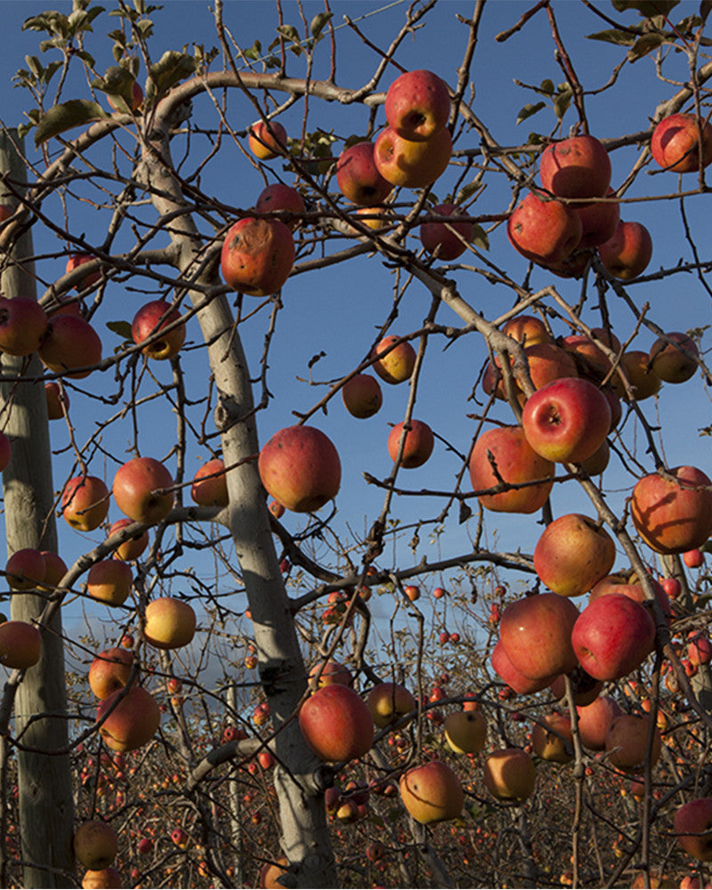 Photo Pommiers en fruits