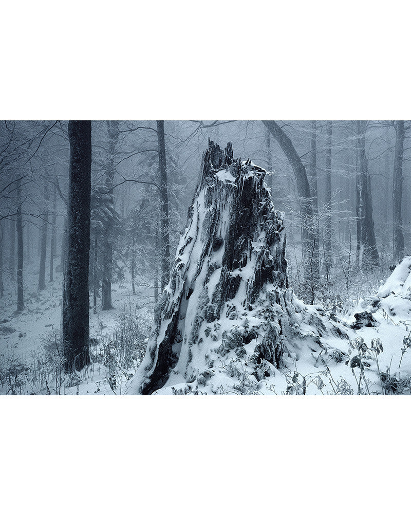 Stump under the snow photo