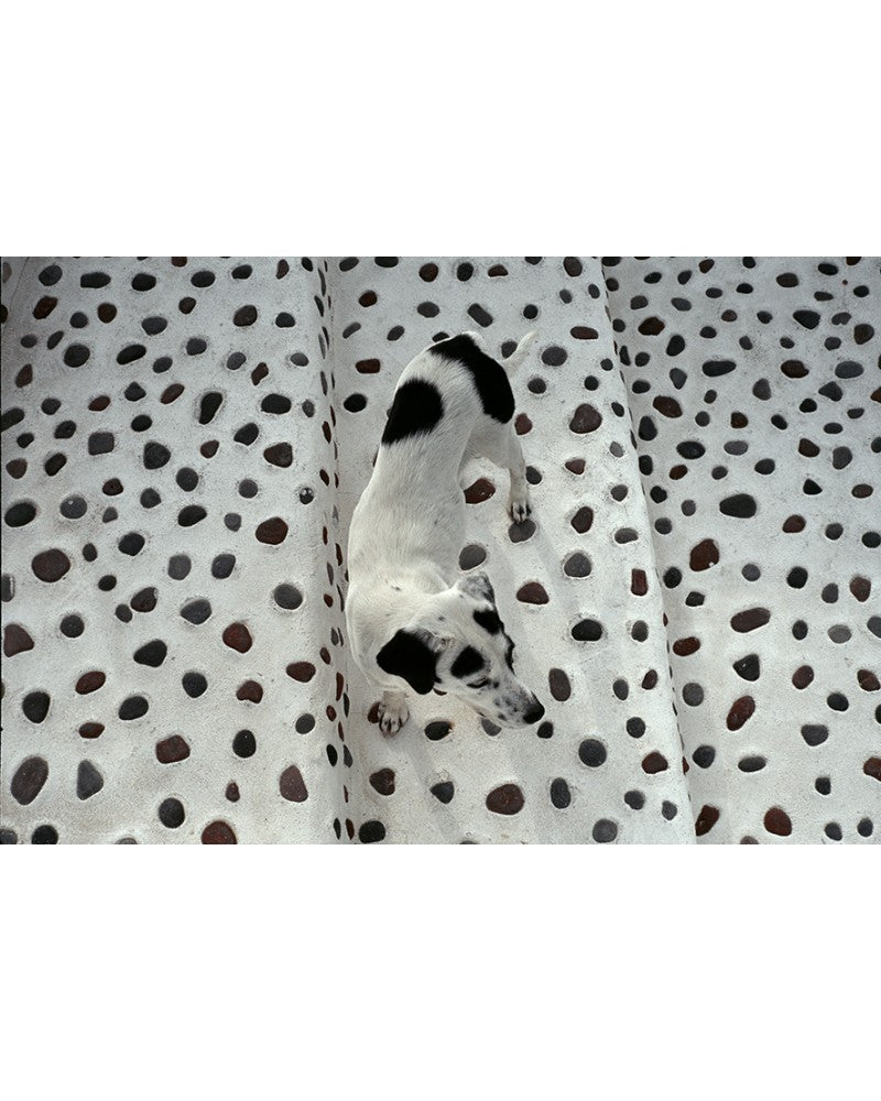 Island Cat 10
